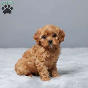 Marshall, Cavapoo Puppy